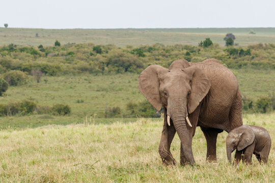 African Elephant and Calf Walking in Grassland Savanna