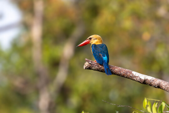 Stork-Billed Kingfisher Perched on Branch in Tropical Rainforest