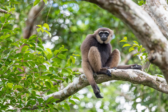 Bornean Gibbon Sitting on Tree Branch in Tropical Rainforest Canopy