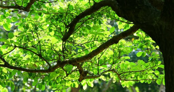 Close-up of a fringe tree in full bloom in April.