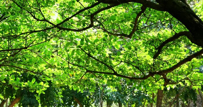 Close-up of a fringe tree in full bloom in April.