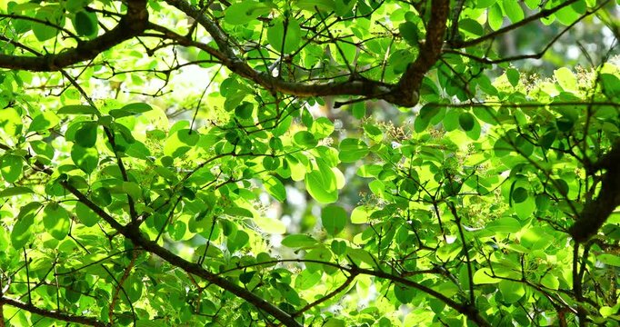 Close-up of a fringe tree in full bloom in April.