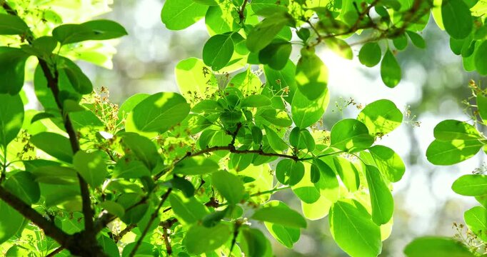 Close-up of a fringe tree in full bloom in April.