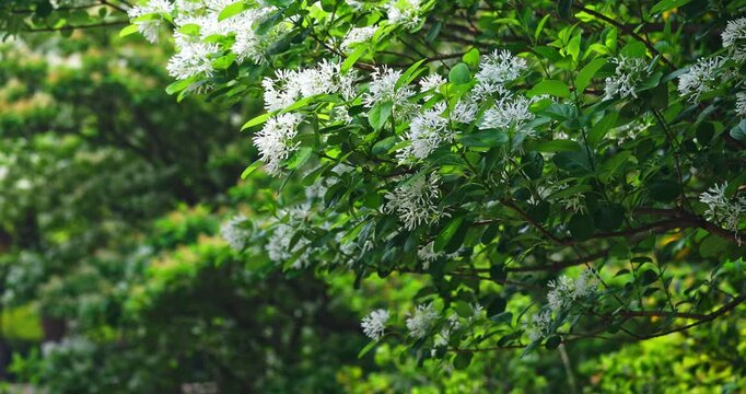 Close-up of a fringe tree in full bloom in April.