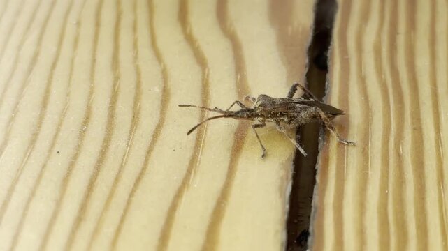 Leaf-footed bug on wooden surface