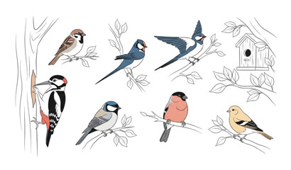 Minimalist flat vector birds set hand-drawn perched sparrow, canary, and more © SobujChandra
