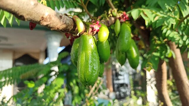 Bilimbi fruits appear fresh and glossy after rain, with water droplets enhancing their natural texture in a calm tropical garden setting.