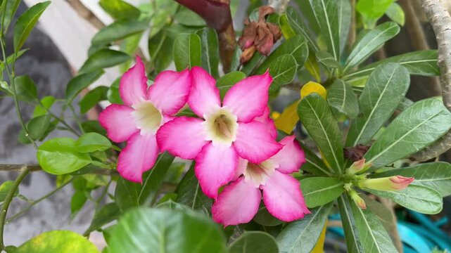 Close up of pink Adenium obesum flower or Desert Rose