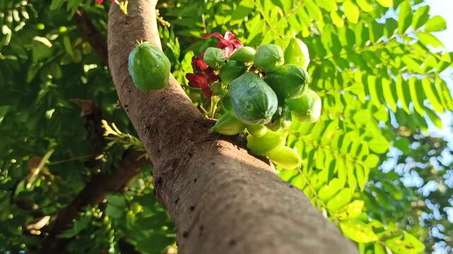 Bilimbi fruits appear fresh and glossy after rain, with water droplets enhancing their natural texture in a calm tropical garden setting.