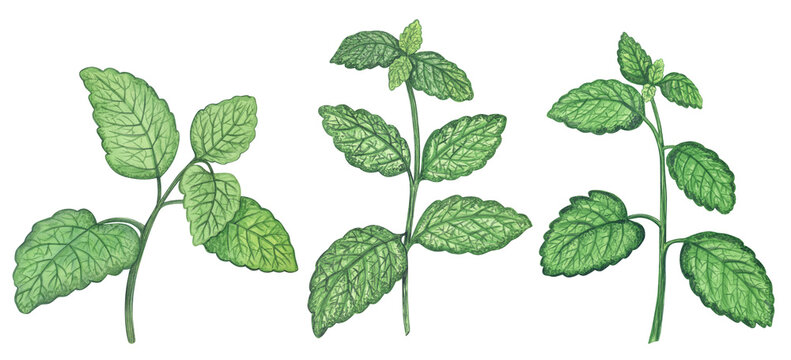Hand-drawn watercolor lemon balm leaves set. Botanical illustration for organic product packaging, herbal tea branding, healthy lifestyle blogs, kitchen decor, garden catalogs, menu designs.