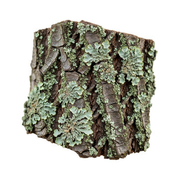 Green foliose lichen on tree bark
