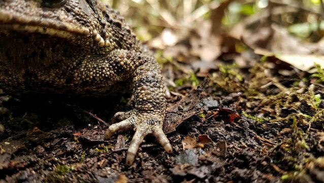 Close up of a toads foot on the forest floor.