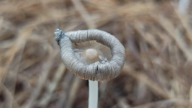 Parasola plicatilis mushrooms grow delicately on straw, showing fine textures and natural beauty in a moist environment