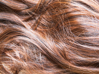 Fototapeta premium Scalp brown hair hairy woman clean and clear dandruff, close up brown hair healty non problem, lifestyle medical hygiene care head, healthcare beauty concept.