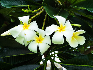 Plumeria flower growth tree with green leaf nature park tropical summer. © wing-wing