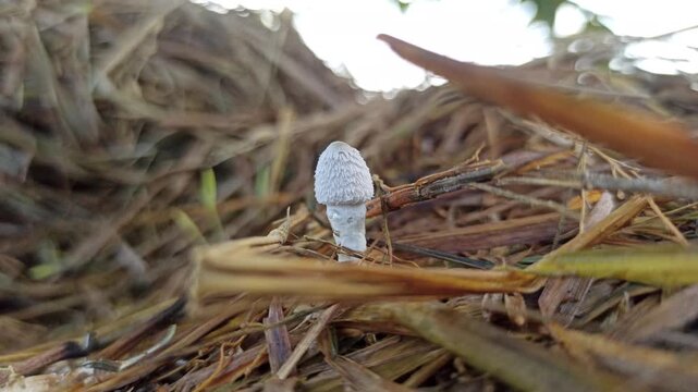 Parasola plicatilis mushrooms grow delicately on straw, showing fine textures and natural beauty in a moist environment