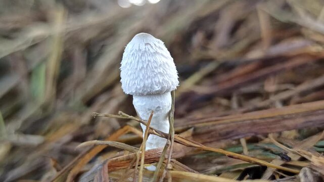 Parasola plicatilis mushrooms grow delicately on straw, showing fine textures and natural beauty in a moist environment