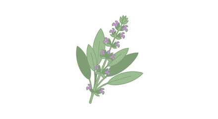 Obraz premium Isolated sage plant illustration featuring purple flowers and green leaves crafted with vector drawing technique on a clean backdrop