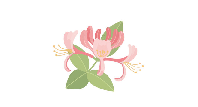 Illustration of pink honeysuckle flowers with green leaves in a vibrant botanical design perfect for spring and nature-themed designs and decorative elements