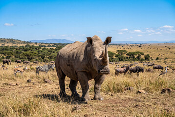 Fototapeta premium Powerful rhinoceros standing proudly on a vast dry savanna plain under a bright clear blue sky