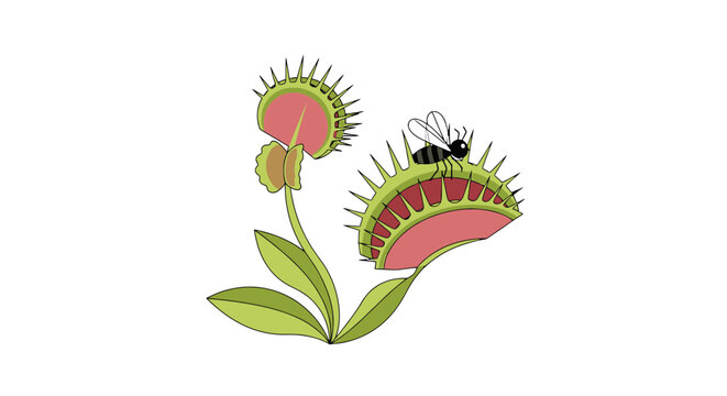 Cartoon Venus flytrap with open traps catching a fly stylized vector illustration in vibrant green and red isolated on white background