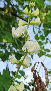 Lablab purpureus flowers bloom with soft purple tones, adding charm to tropical gardens and showcasing the beauty of this climbing plant