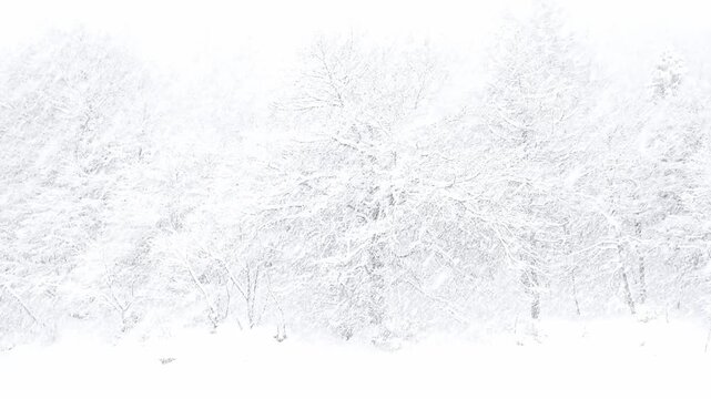 Snowstorm in the Alpine forest