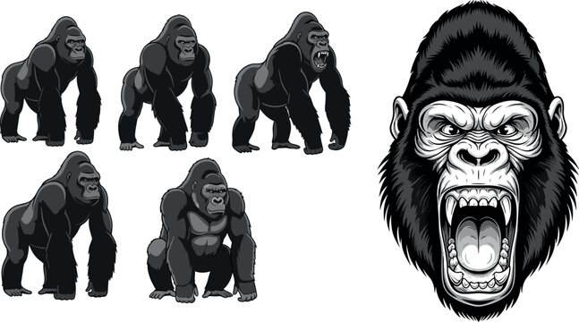 Gorilla illustration set with aggressive roaring head and multiple poses wildlife vector collection isolated background