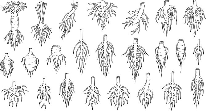 Root Vegetables Variety: Detailed Line Art Illustrations for Botany, Agriculture  Culinary Design