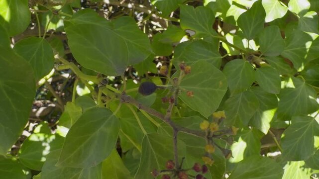 Strange Green Plant With Blooming Yellow And Red Flowers In The Shadow