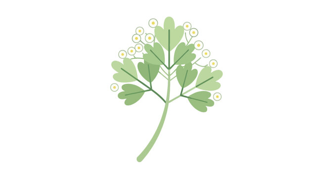 Flat vector illustration of hemlock water dropwort plant with green leaves and white flowers; simple botanical design element