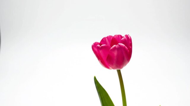 Minimal tulip with long stem on light blue background, soft lighting, modern composition