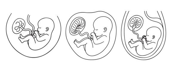 Obraz premium Minimalist Continuous Line Drawing of Pregnancy – Human Fetus Development in Womb Vector IllustrationWeb