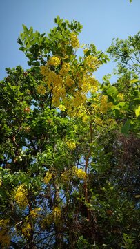 Radiant Ratchaphruek blossoms blooming under the summer sun