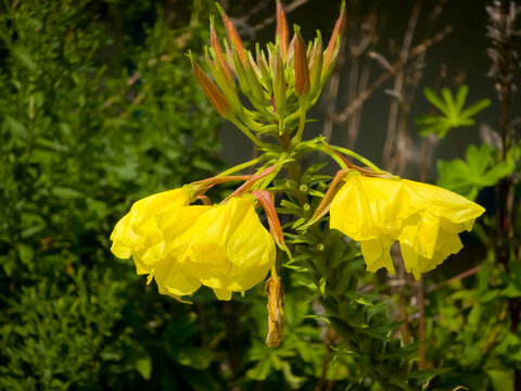 Bright yellow evening primrose (Oenothera biennis) flowers and reddish buds blooming against a green leafy background in selective focus.