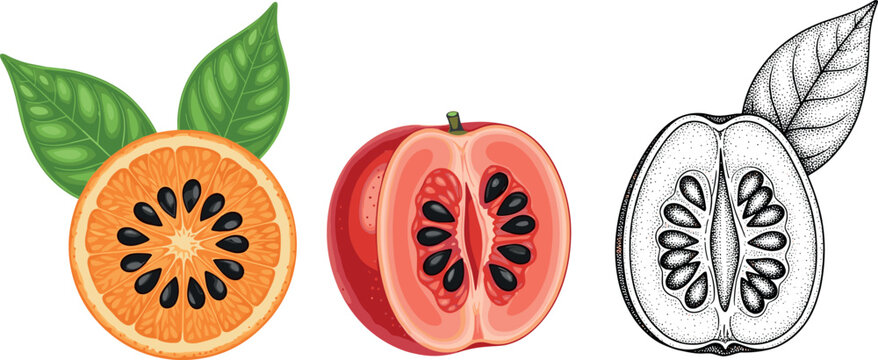Exotic fruit set with gac fruit and citrus slice vector illustration hand drawn sketch and colored tropical food isolated on white