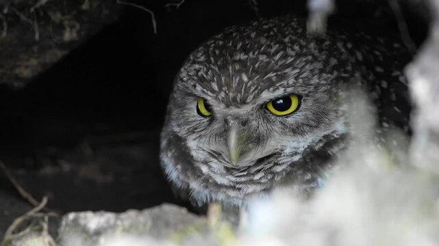 Cute burrowing owl guarding in the nest alertly inside burrow