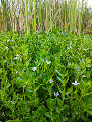 Fototapeta premium Natural Bacopa monnieri field, the herbal Brahmi plant for focus, memory, and cognitive health
