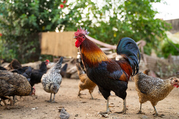 Vibrant rooster standing proudly among hens on farm © PIX OF WORLD AI