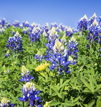 Texas Bluebonnet (Lupinus texensis) flowers blooming in the spring, closeup. Blue sky background.