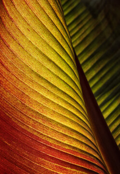 Closeup texture and details of colorful Banana plant leaf (Musa acuminata), Bordelon banana plant leaf. 