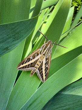 White-lined Sphinx moth (Hyles lineata) aka Hummingbird moth resting on iris leaves in spring garden