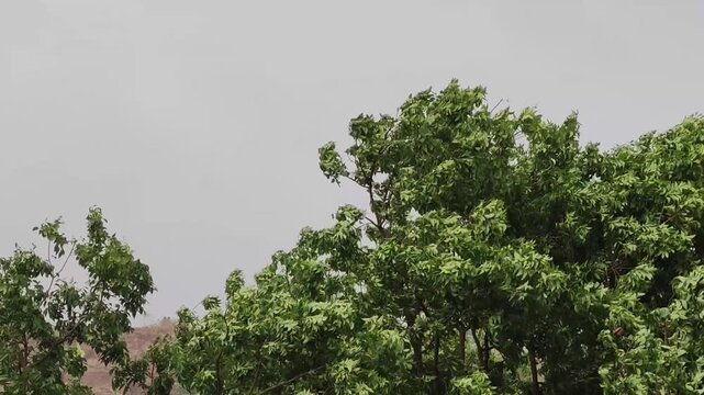 Lush green foliage of a large tree against a partly cloudy sky