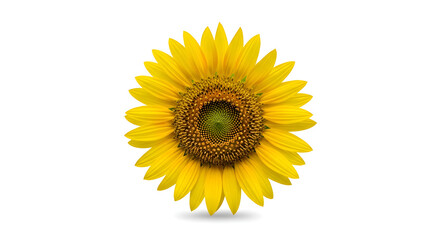 Obraz premium Single vibrant sunflower in full bloom isolated on a clean white background, showing detailed seeds and bright yellow petals.