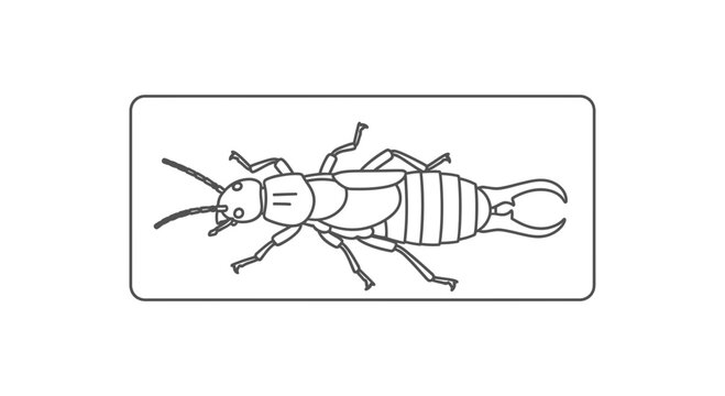 Earwig Insect Line Art Icon - Top View