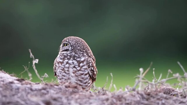 Cute burrowing owl guarding in the nest alertly with clean background