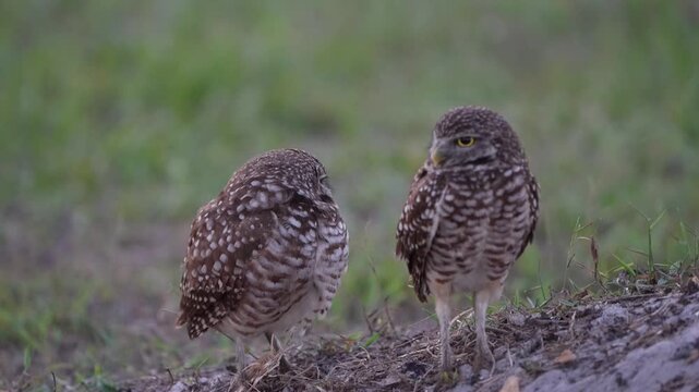 Cute couple of burrowing owls guarding in the nest alertly with clean background