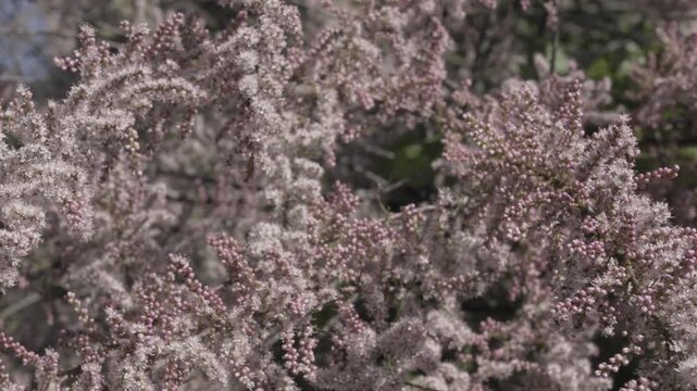 Branch of tamarix tree