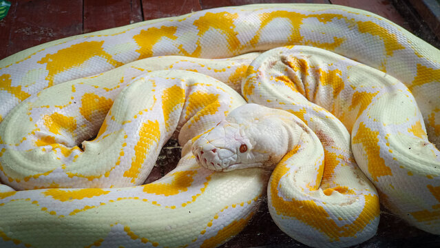 Closeup of a large albino python with white and yellow scales coiled tightly, showing distinctive reptile texture and exotic appearance.