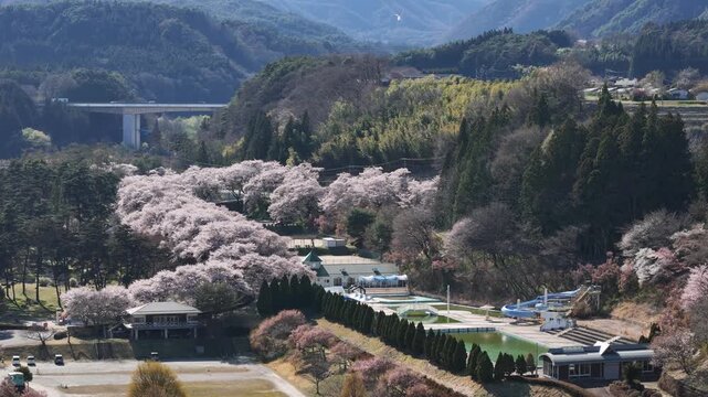 Cherry blossoms bloom in soft pink hues. Mountains frame the scene with green and brown tones. Modern bridge arches across the valley's horizon. Pink petals drift in the spring breeze, gentle